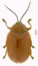   Homalispa (Xanthispa)  habitus. 
